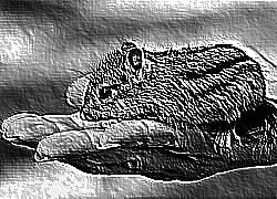 Skamielina