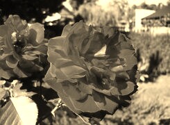 Sepia