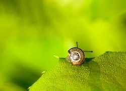 Oryginalny obrazek