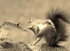 Sepia
