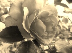 Szary + Sepia