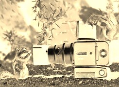 Sepia + Negatyw