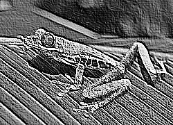 Skamielina