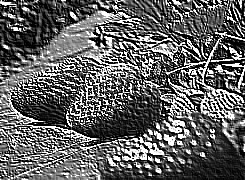 Skamielina