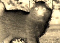 Sepia + Negatyw