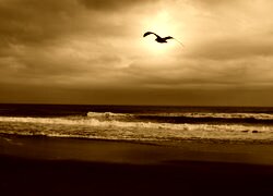 Sepia