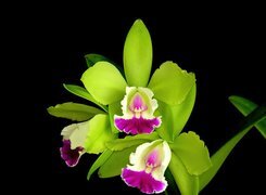 Oryginalny obrazek