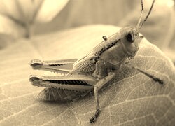 Szary + Sepia