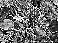 Skamielina