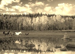 Szary + Sepia