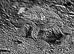 Skamielina
