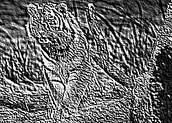 Skamielina