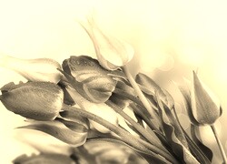 Szary + Sepia