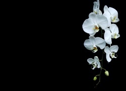 Oryginalny obrazek
