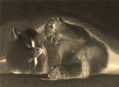 Sepia + Negatyw