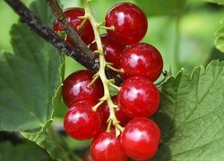 Oryginalny obrazek