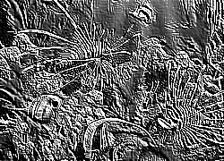Skamielina