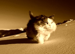 Sepia