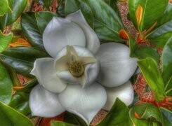 Oryginalny obrazek