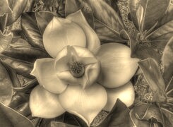 Sepia