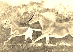 Sepia + Negatyw