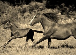 Szary + Sepia