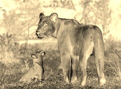 Sepia + Negatyw