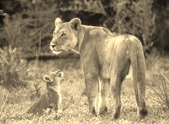 Sepia