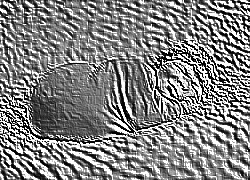 Skamielina