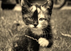 Szary + Sepia