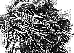Skamielina