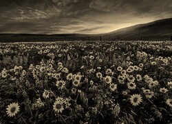 Szary + Sepia