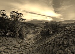 Szary + Sepia
