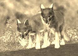 Sepia + Negatyw