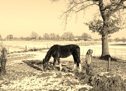 Szary + Sepia