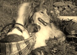 Szary + Sepia
