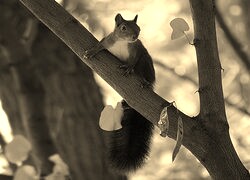 Szary + Sepia