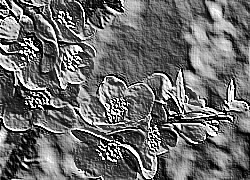 Skamielina