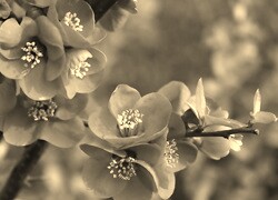 Szary + Sepia