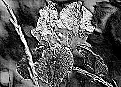 Skamielina