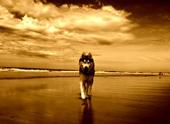 Sepia