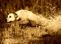 Sepia