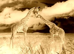 Sepia + Negatyw
