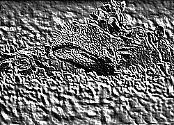Skamielina