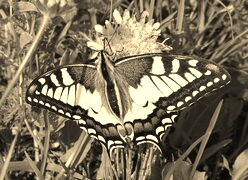 Szary + Sepia