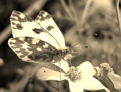 Szary + Sepia