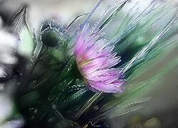 Oryginalny obrazek