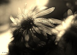Szary + Sepia