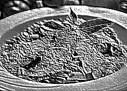 Skamielina