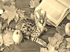 Sepia